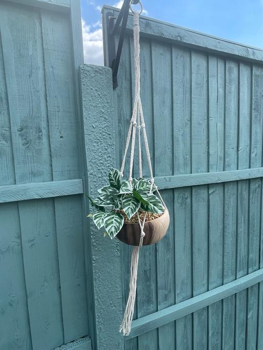 Buy & Sell Worcestershire Wyre Forest - Photos for Plants