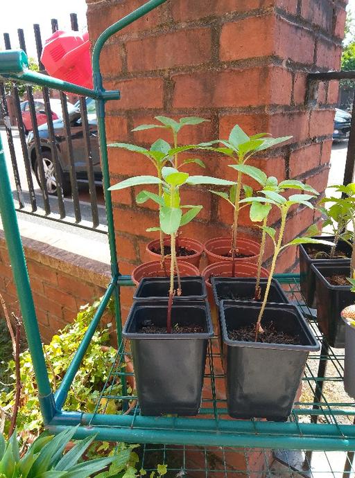 Buy & Sell Greater Manchester Manchester - Photos for sunflower plants £2.50 each