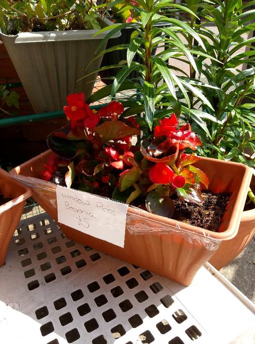 Buy & Sell Greater Manchester Manchester - Photos for begonia window pot £5