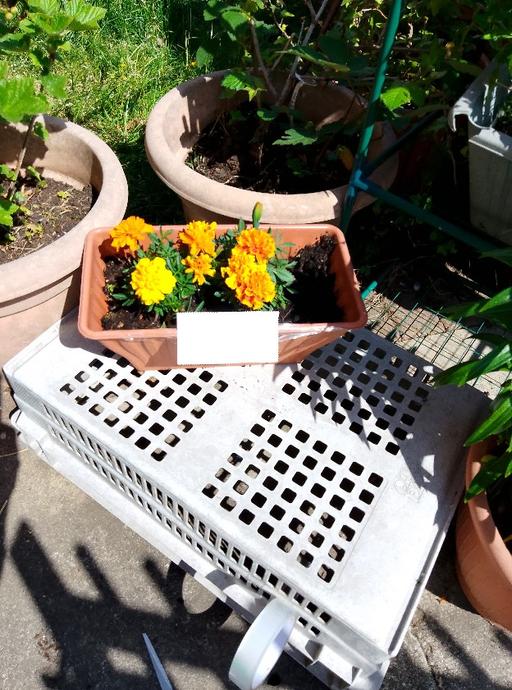 Buy & Sell Greater Manchester Manchester - Photos for marigolds window pot £5
