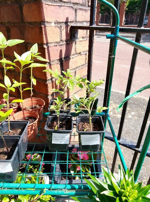 Buy & Sell Greater Manchester Manchester - Photos for tomato plants £2 each