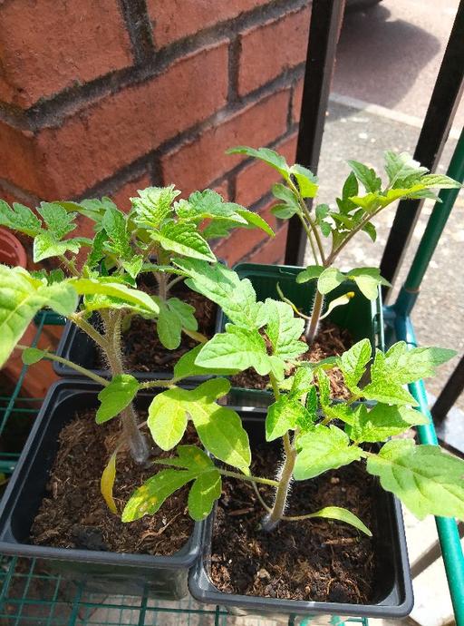 Buy & Sell Moss Side Manchester - Photos for tomato plants £2 each