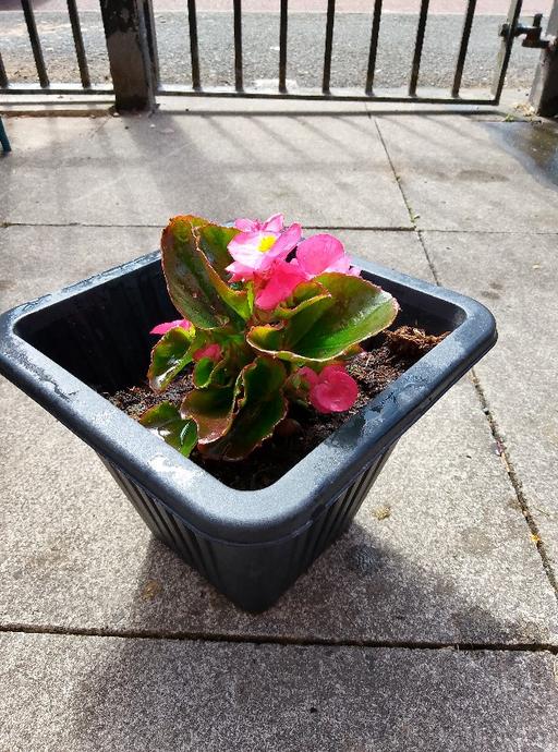Buy & Sell Greater Manchester Manchester - Photos for Begonia plants £4 each