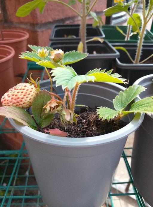 Buy & Sell Greater Manchester Manchester - Photos for strawberry plants ready for garden £2.50 each