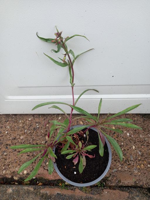 Buy & Sell West Midlands Birmingham - Photos for Penstemon Twizzler