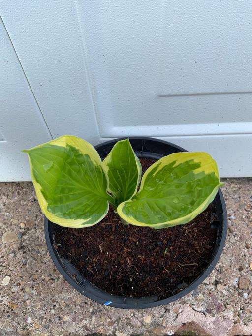 Buy & Sell West Midlands Birmingham - Photos for Hosta Captain Adventure