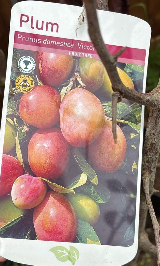 Buy & Sell Alum Rock Birmingham - Photos for Victoria plum tree