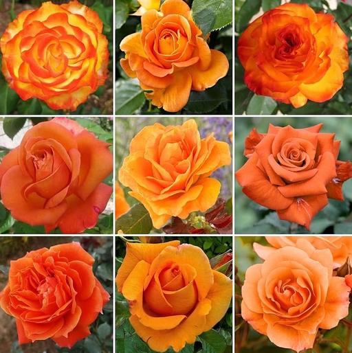 Buy & Sell West Midlands Birmingham - Photos for Orange, Yellow and white rose plants 