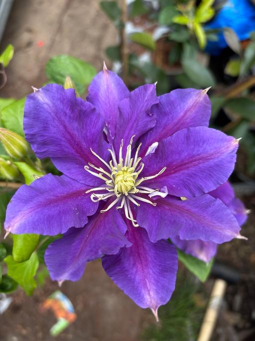 Buy & Sell Saltley Birmingham - Photos for Clematis