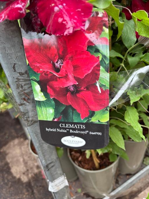 Buy & Sell Alum Rock Birmingham - Photos for Clematis plant