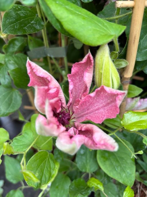Buy & Sell Saltley Birmingham - Photos for Clematis plant