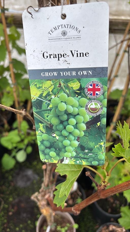 Buy & Sell Saltley Birmingham - Photos for Grapes plants