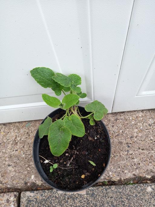 Buy & Sell West Midlands Birmingham - Photos for Perennial Phlomis russeliana