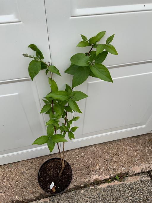 Buy & Sell West Midlands Birmingham - Photos for Shrub Deutzia Scabra plena