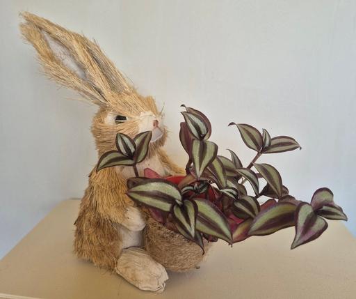 Buy & Sell Staffordshire Stafford - Photos for Bunny Plant Pot Holder & Tradescantia Zebrina