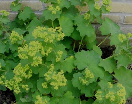 Buy & Sell Staffordshire Stafford - Photos for Lady’s Mantle, Alchemilla Mollis Plant