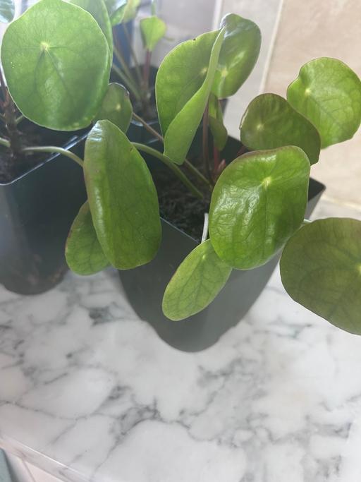 Buy & Sell West London Hounslow - Photos for Indoor plants