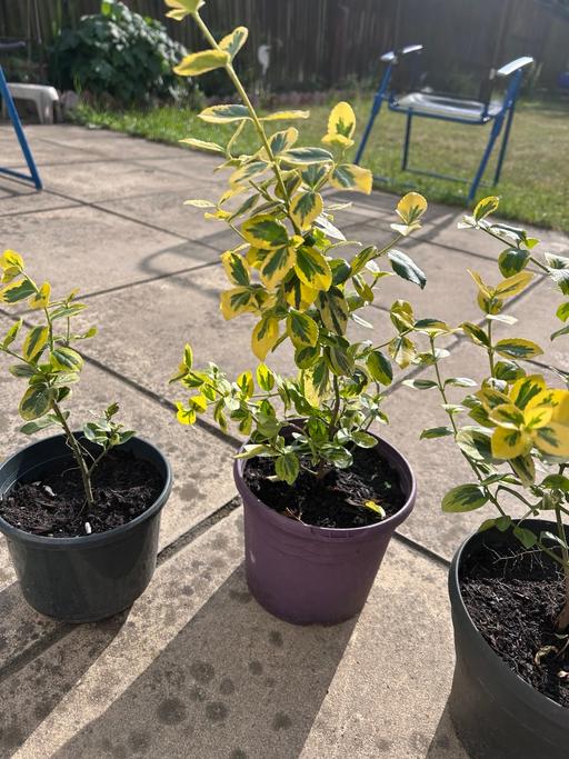 Buy & Sell West London Hounslow - Photos for Plants