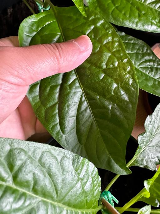 Buy & Sell West Midlands Birmingham - Photos for Bangladeshi Kala naga plants for sale