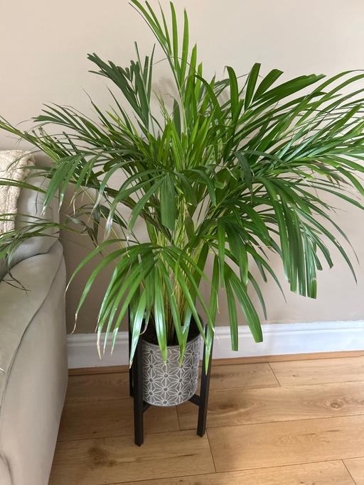 Buy & Sell Lye Dudley - Photos for Areca palm Homesense pot/stand