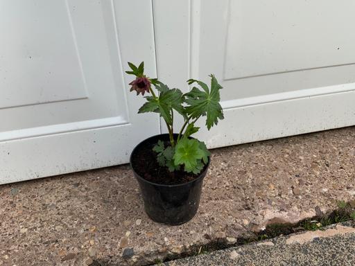 Buy & Sell West Midlands Birmingham - Photos for Perennial Astrantia Scarlet pimpernel