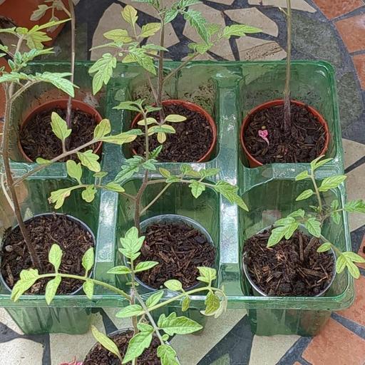 Buy & Sell Bexley Welling - Bexley - Photos for Tomatoe plants £1.50 each