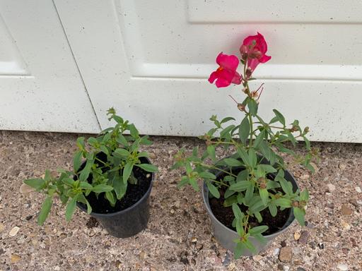Buy & Sell West Midlands Birmingham - Photos for Antirrhinum