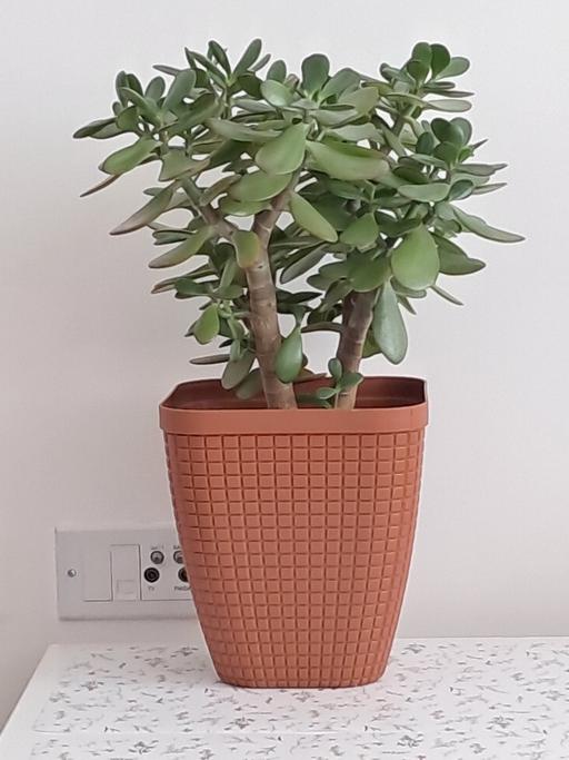 Buy & Sell Hertfordshire Broxbourne - Photos for jade plant
