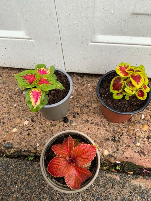 Buy & Sell West Midlands Birmingham - Photos for Houseplants Coleus
