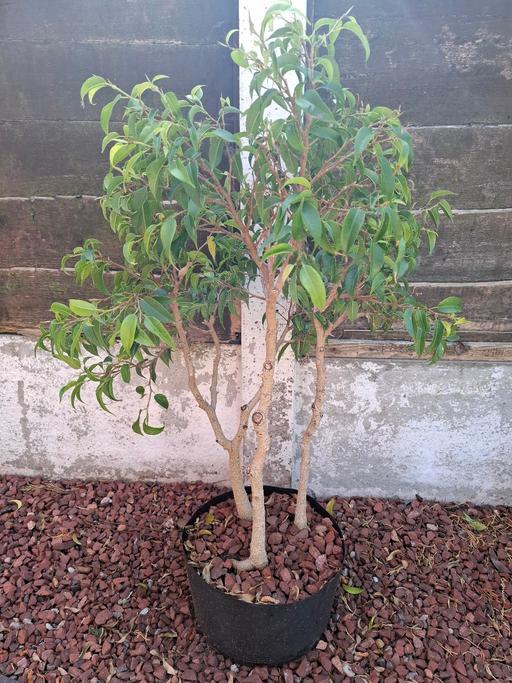 Buy & Sell Staffordshire Lichfield - Photos for Ornamental fig 