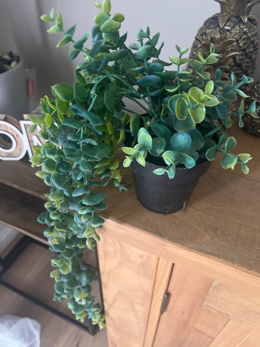 Buy & Sell South Yorkshire Doncaster - Photos for Hanging artificial plant in black pot
