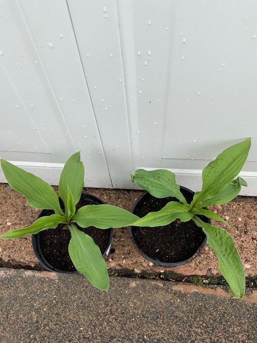 Buy & Sell West Midlands Birmingham - Photos for Hosta Lipstick Blonde