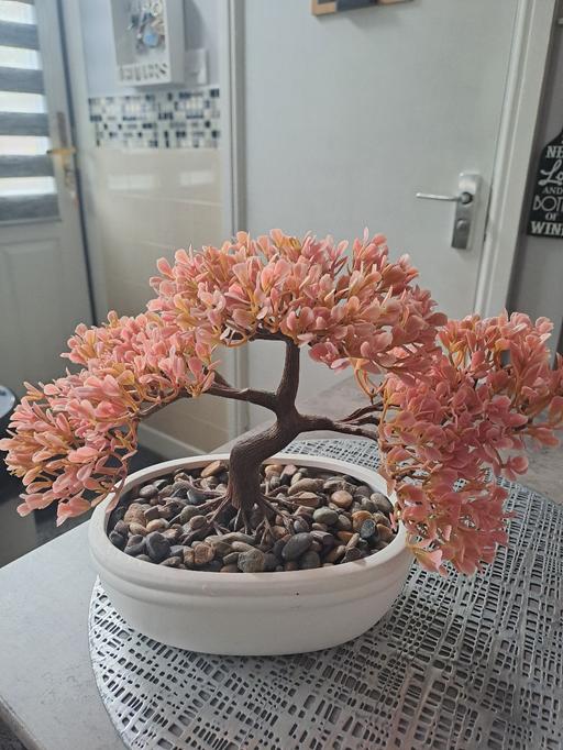 Buy & Sell South Yorkshire Sheffield - Photos for pink bonsi tree