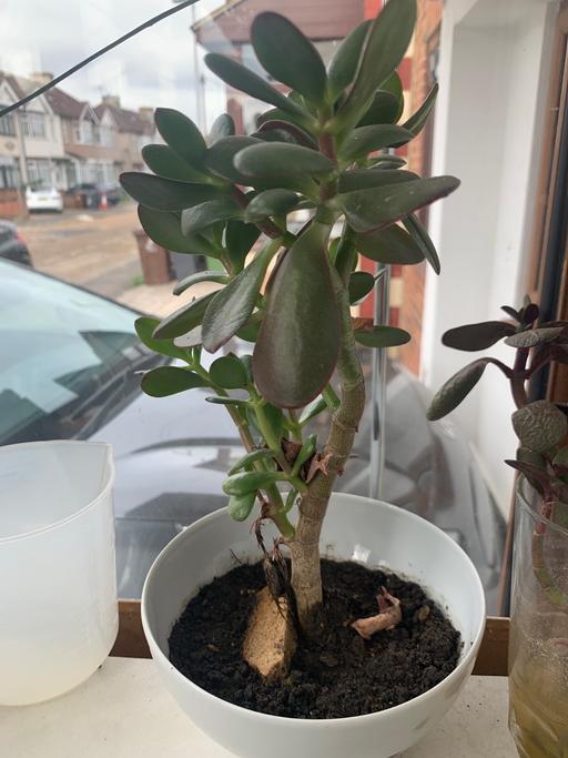 Buy & Sell Barking and Dagenham Dagenham - Barking and Dagenham - Photos for Plant