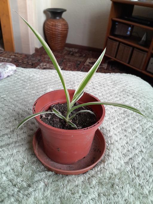 Buy & Sell West Midlands Wolverhampton - Photos for Spider Plant