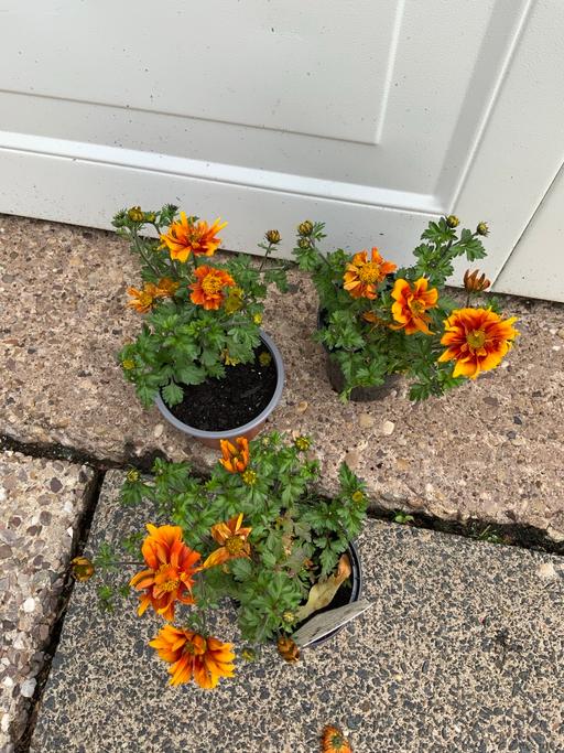 Buy & Sell West Midlands Birmingham - Photos for Bedding Bidens
