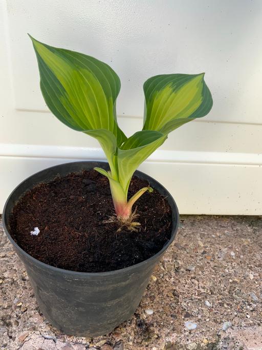 Buy & Sell West Midlands Birmingham - Photos for Hosta Forbidden Fruit