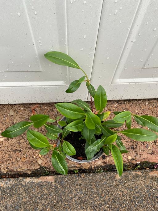 Buy & Sell West Midlands Birmingham - Photos for Perisicaria Affinis