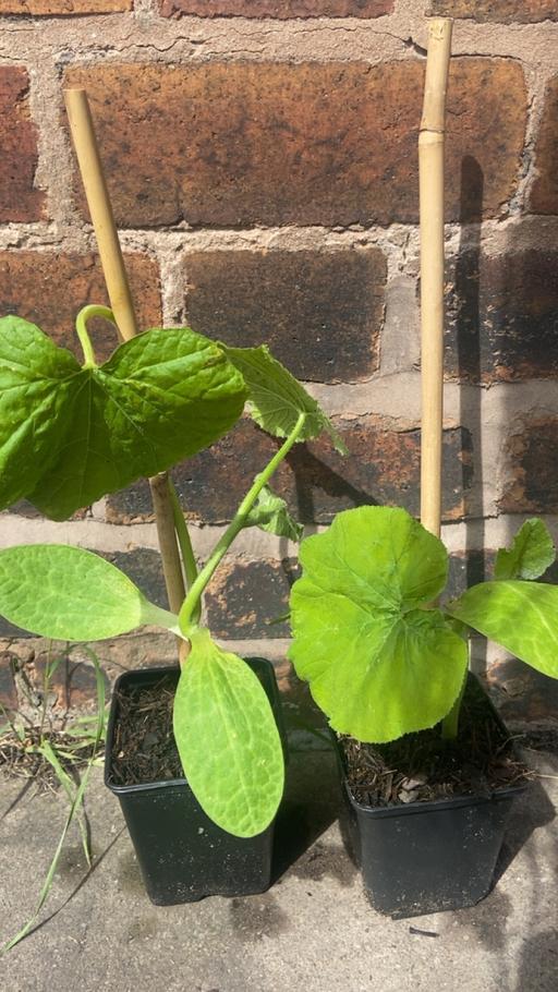 Buy & Sell West Midlands Wolverhampton - Photos for Pumpkin plants