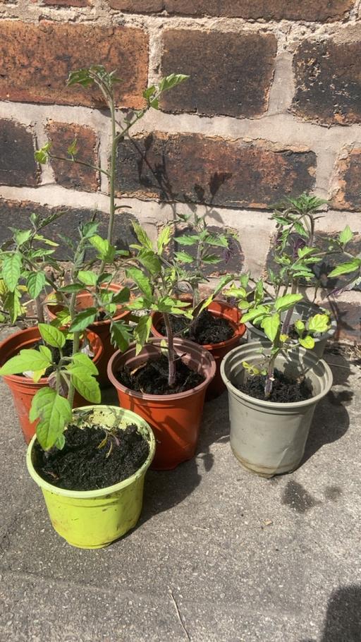 Buy & Sell West Midlands Wolverhampton - Photos for Tomato plants