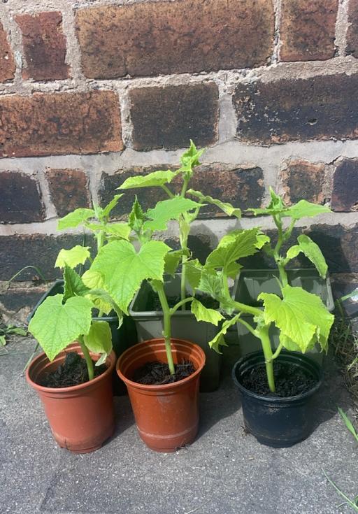 Buy & Sell West Midlands Wolverhampton - Photos for Cucumber plants