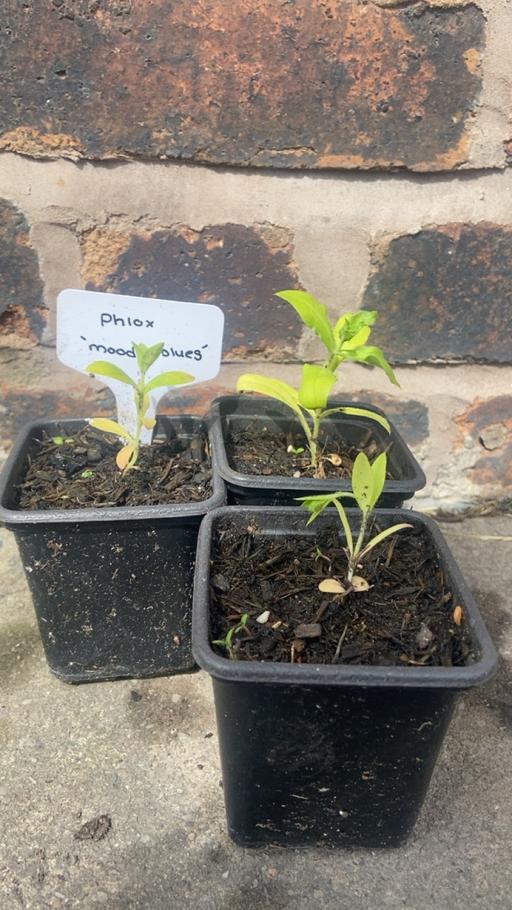 Buy & Sell West Midlands Wolverhampton - Photos for Phlox seedlings