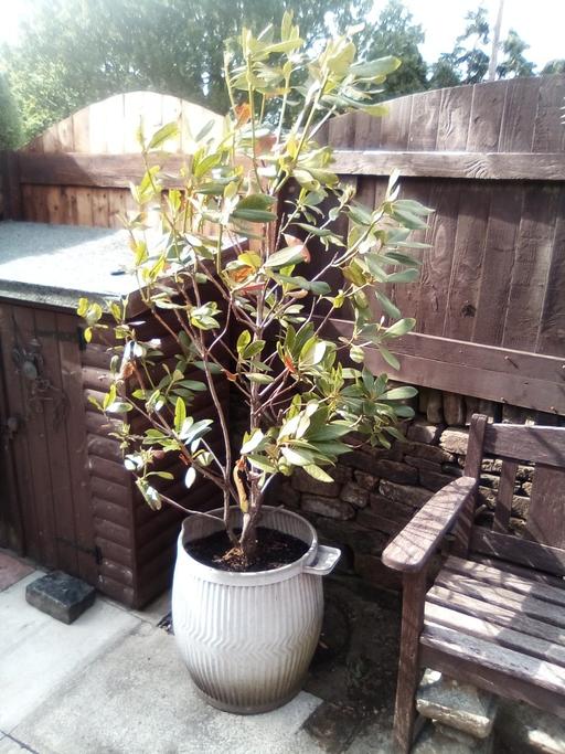 Buy & Sell Oxenhope Bradford - Photos for dolly tub + plant