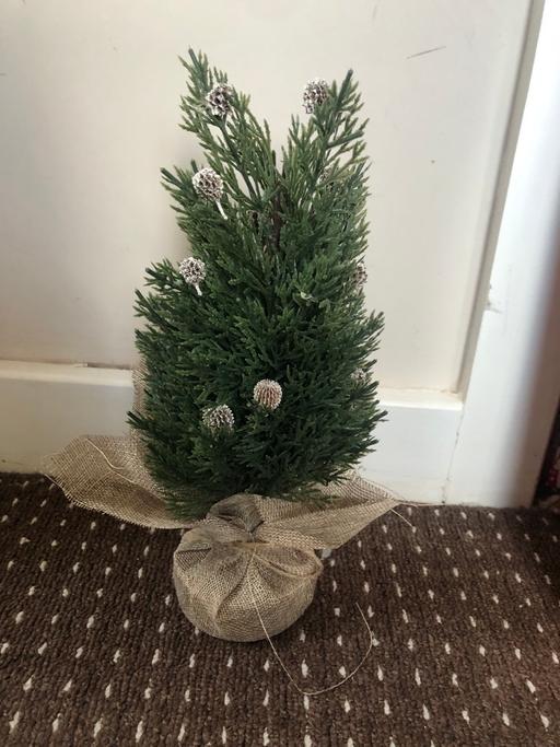 Buy & Sell South Yorkshire Rotherham - Photos for Tree