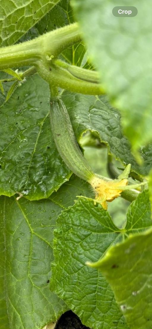 Buy & Sell West Midlands Walsall - Photos for Cucumber plants