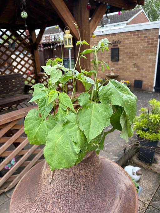 Buy & Sell West Midlands Walsall - Photos for Runner bean plants