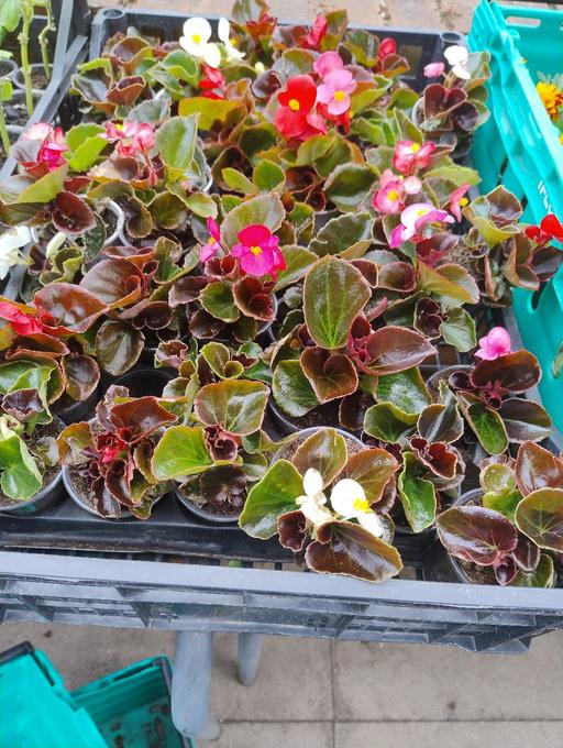 Buy & Sell West Midlands Sandwell - Photos for 💐💐 Begonia plants 50p 💐💐