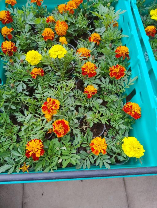 Buy & Sell West Midlands Sandwell - Photos for 🥀🥀 marigold plants 50p 🥀🥀