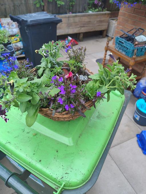 Buy & Sell West Midlands Sandwell - Photos for 💐💐💐 Hanging baskets £12💐💐