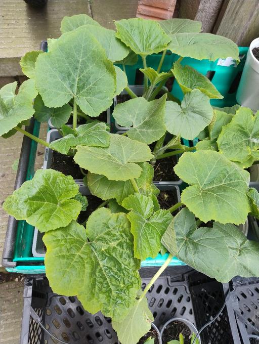 Buy & Sell West Midlands Sandwell - Photos for 🌱🌱Indian squash 75p or 3 for £2 🌱🌱
